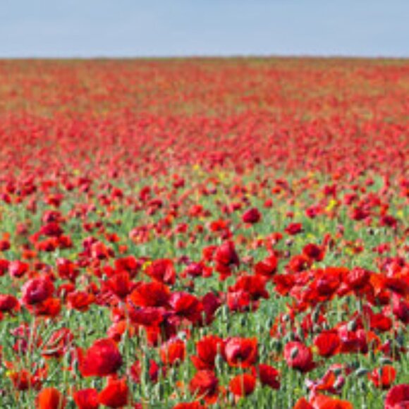 Meet your Posher, Lauren - Picture 1 of 1